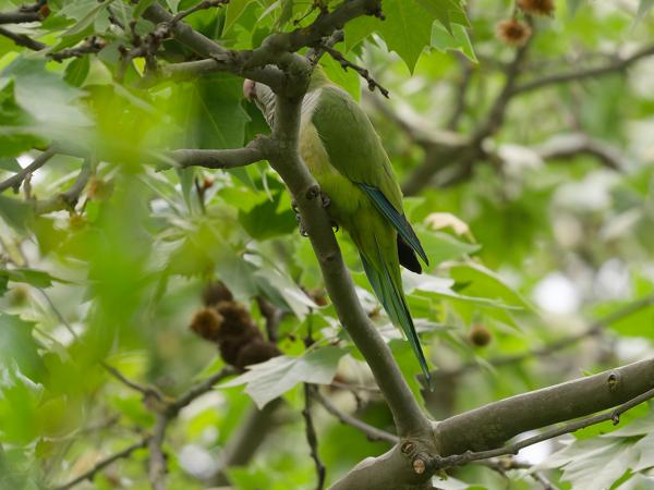 <h3><a href="/trips/extramadura/biota/animalia/chordata/aves/027 psittaciformes/003 psittacidae/myiopsitta monachus/myiopsitta monachus-nl.html">Myiopsitta&nbsp;monachus</a> / Monk&nbsp;parakeet / Monniksparkiet</h3>OM-1 Mark II met OLYMPUS M.150-400mm F4.5, 1/2000 sec  bij F4.5, ISO 1000, afstand 7.68&nbsp;m